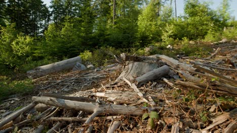 deforested dead dry branches and stumps in spruce forest hit by bark beetle in czech countryside