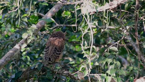 The-Buffy-Fish-Owl-is-a-big-owl-and-yet-the-smallest-among-the-four-Fish-Owls