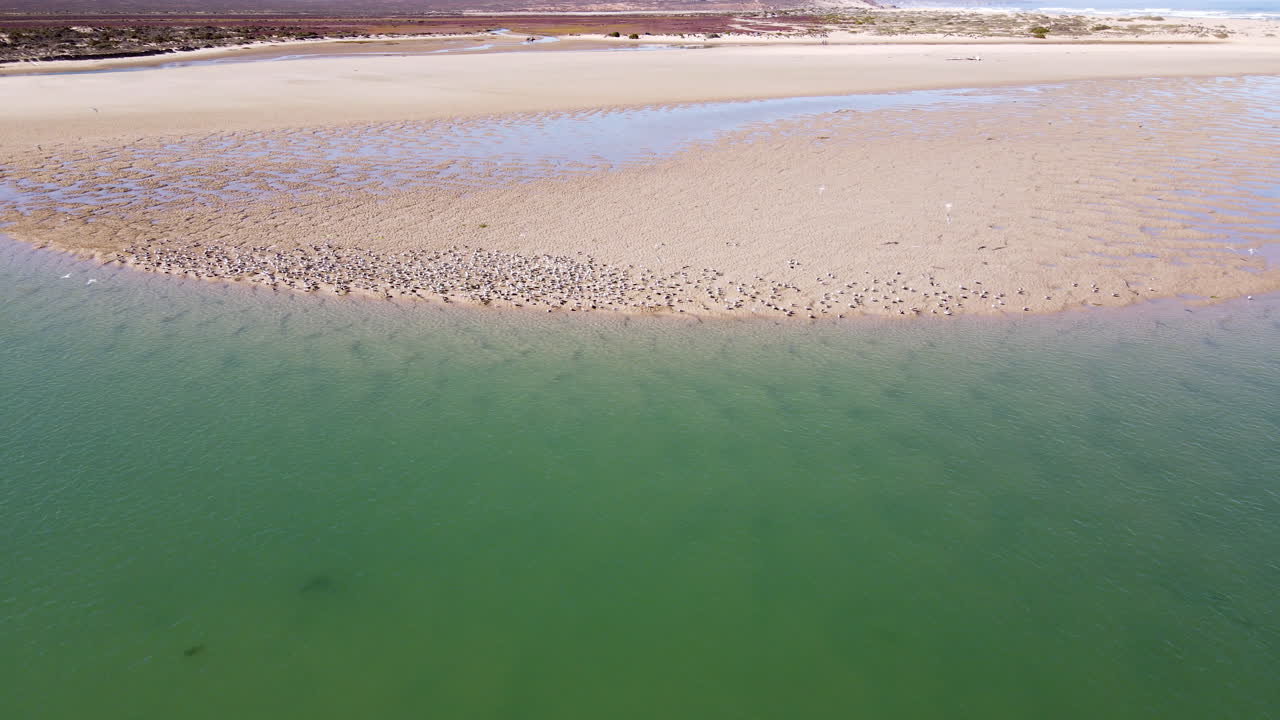 vuelo de drones sobre el estuario mientras una bandada de charranes caspios despega del banco de arena