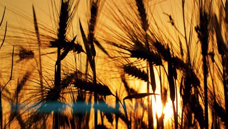 Gerstensonnenuntergang-Spielte-Mit-Sonnenlicht