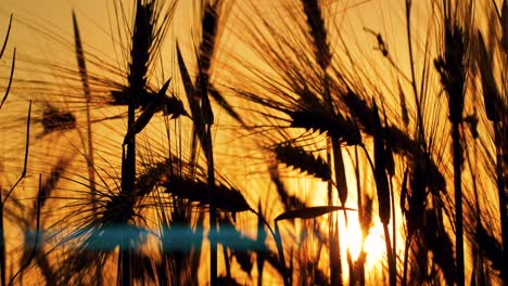 barley sunset played with sunlight
