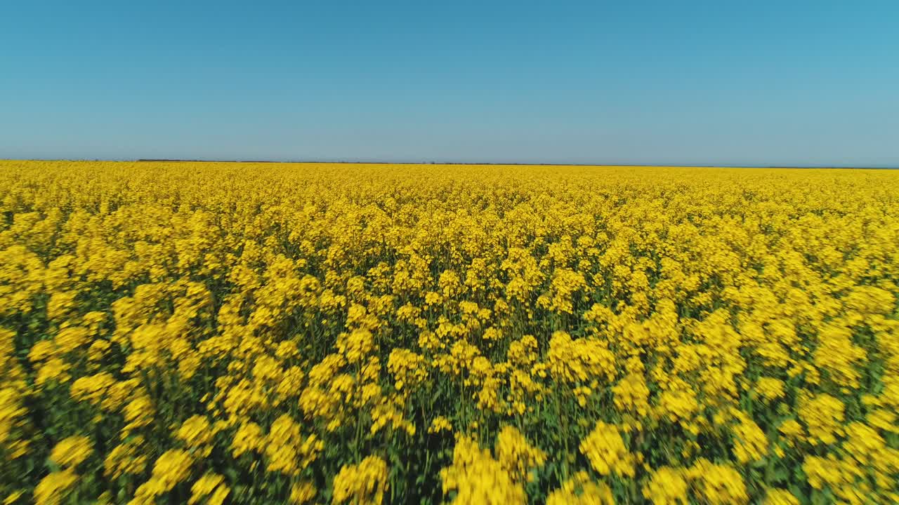 un vasto campo de colza bajo un cielo azul claro.