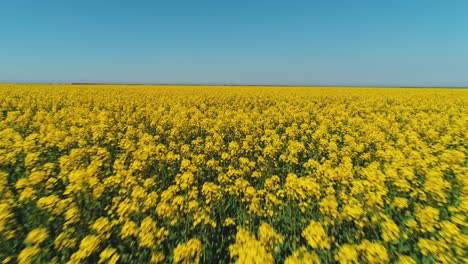 vast rapeseed field under a clear blue sky