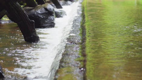 immerse yourself in the tranquility of nature with this captivating footage