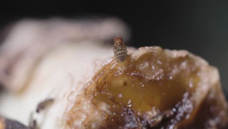 group of flies walking on a putrid banana