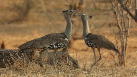 a pair of kori bustards moving through the dry landscape of mapungupwe national park.