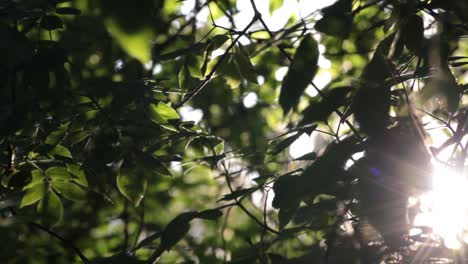 Morning-sun-light-through-the-leaves-of-a-green-forest-making-flares