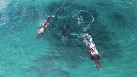 Pod-of-Humpback-Whales-stop-to-rest-during-their-yearly-migration-to-mate,-calve-and-nurture-their-newborns