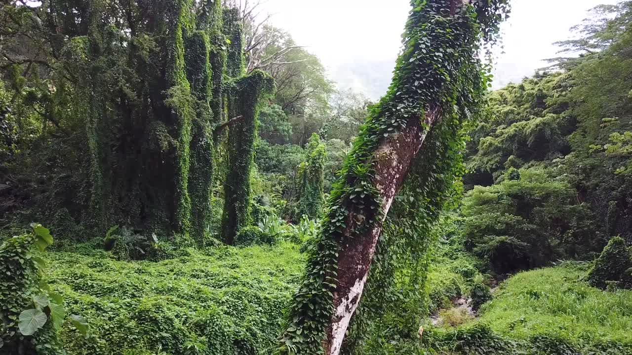 drone volando a través del bosque en oahu hawaii.mp4