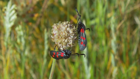 Zwei-Burnet-Motten-Mit-Sechs-Flecken-Klammern-Sich-An-Die-Wildblumenblüte,-Makro