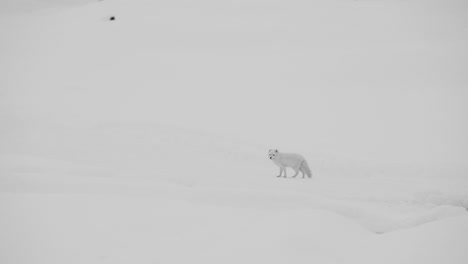 curious arctic fox on katla glacier in iceland. it sneaks, and explores in the snow