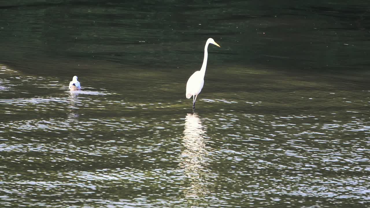 sea bird searching food on sea.