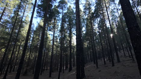 Fantástica-Toma-De-Un-Bosque-De-Pinos-Quemado-Por-El-Fuego-Y-Volviendo-A-Crecer.