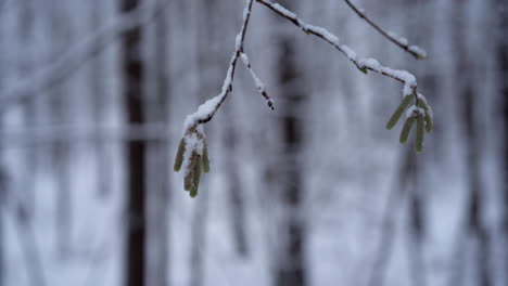 An-Isolated-Branch-With-Two-Green-Buds-on-a-Cloudy-Day