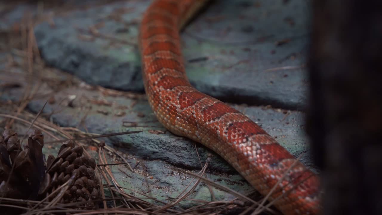 disparo de movimiento portátil capturando una especie exótica de serpiente de maíz, pantherophis guttatus, locomoción serpentina, arrastrándose y deslizándose alrededor