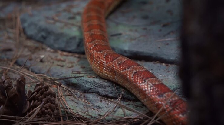 Handheld motion shot capturing an exotic species corn snake, pantherophis guttatus, serpentine locomotion, crawling and slithering around