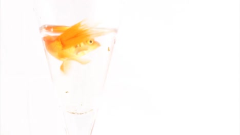 gold fish 6