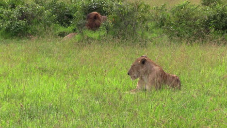 Männlicher-Löwe,-Der-In-Den-Büschen-In-Der-Masai-Mara-In-Kenia-Ruht-Und-Den-Weiblichen-Löwen-Betrachtet,-Der-Auf-Dem-Grünen-Gras-Liegt---Mittlerer-Schuss