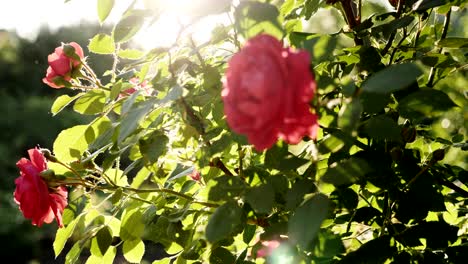 blooming bush of a red rose