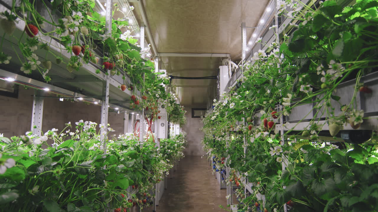 Indoor Strawberry Vertical Farm