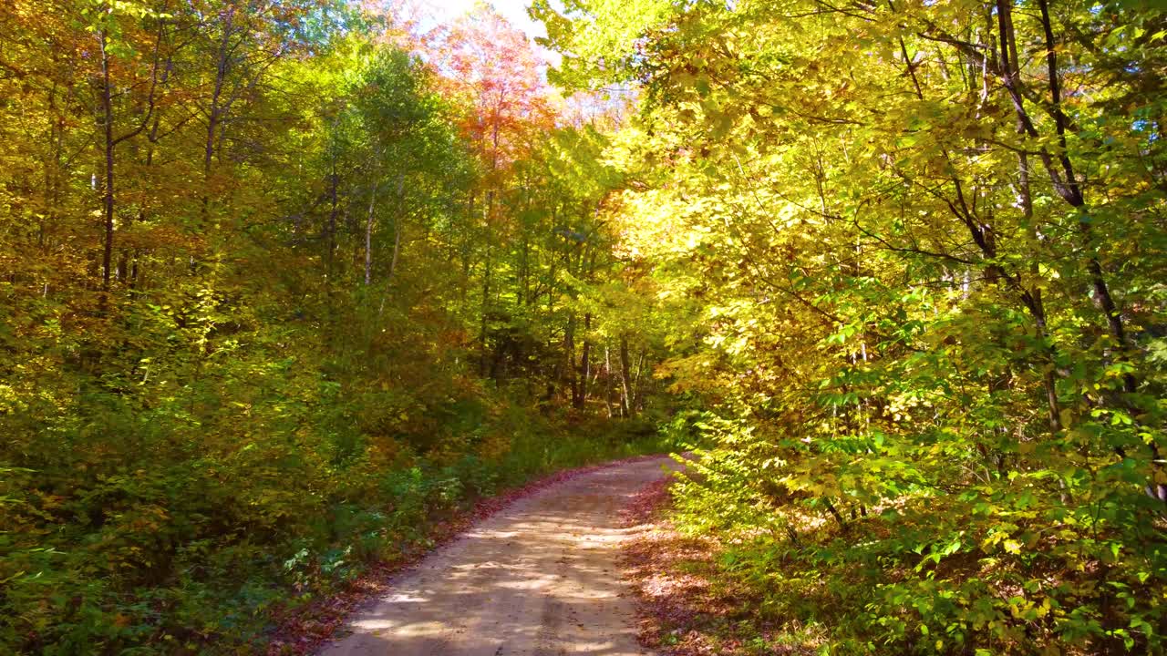 subiendo desde un camino de arena a las coloridas copas de los árboles del bosque