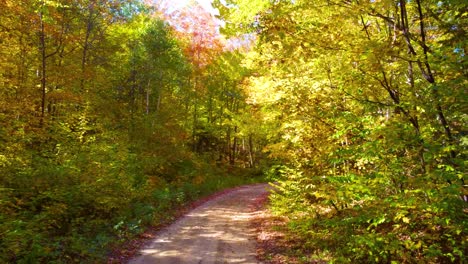 ascending from a sandy road to the colorful treetops of the forest