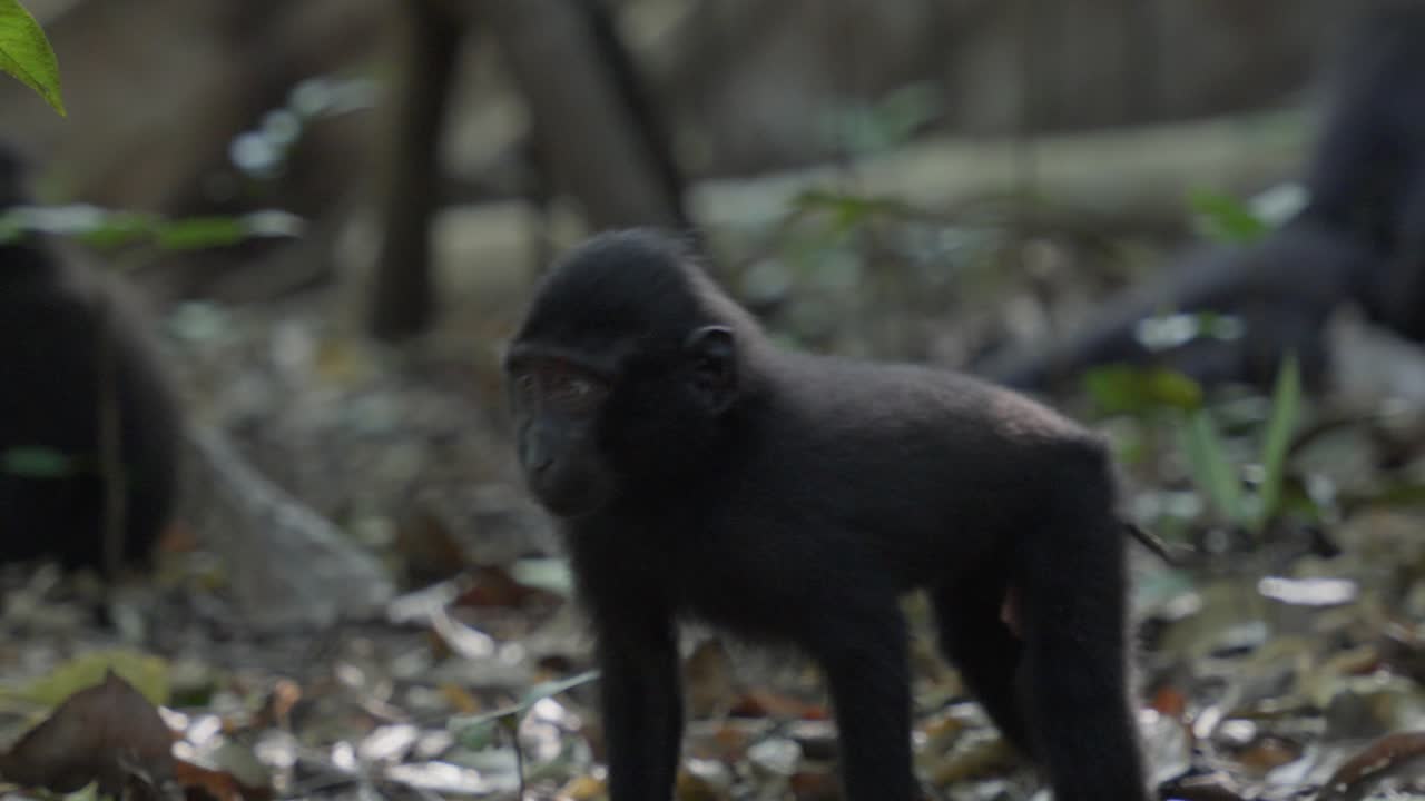 monos en la naturaleza silvestre un mono bebé caminando por la selva del bosque