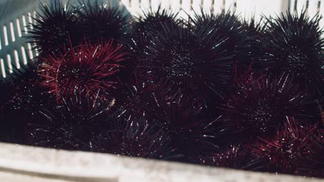 Freshly-caught-close-up-of-sea-urchins-on-a-fishing-boat