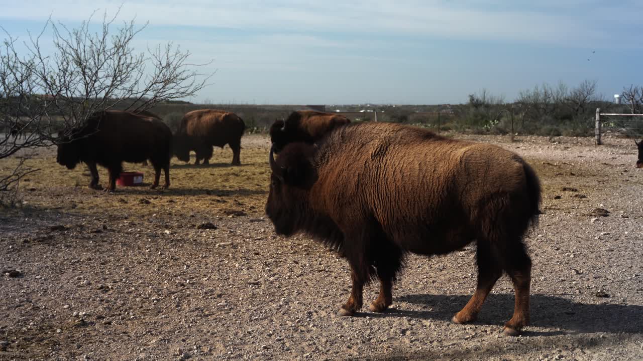 A herd of bison eat in the morning light