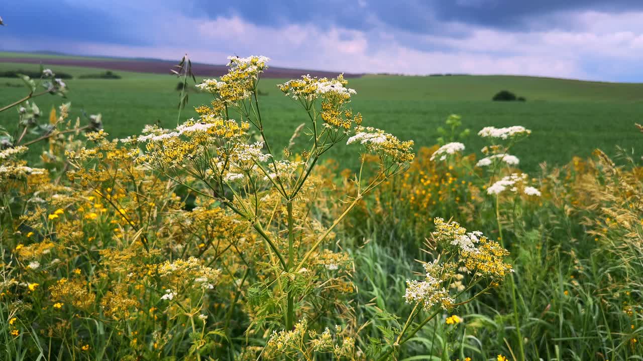 A mesmerizing view of blooming wildflowers against a backdrop of lush green fields and an expressive, cloudy sky, showcasing the beauty of nature in transition