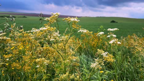 a mesmerizing view of blooming wildflowers against a backdrop of lush green fields and an expressive, cloudy sky, showcasing the beauty of nature in transition