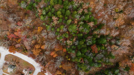 Vista-De-Arriba-Hacia-Abajo-Del-Fondo-Del-Paisaje-De-Bosques-Otoñales,-Aéreo,-Día