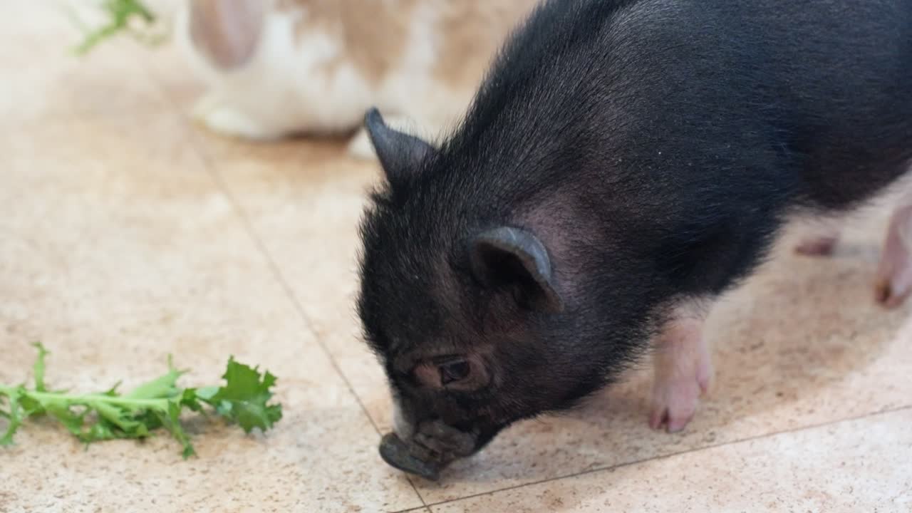 Domesticated Miniature Pig Feeding Green Veggies. Close-up Shot