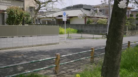 locked off view over typical residential area in japan with cherry blossoms