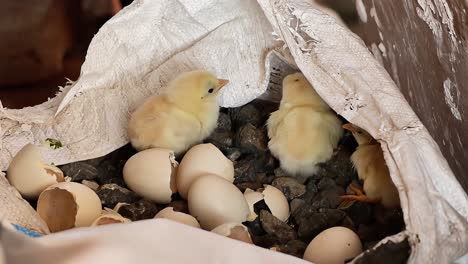 Adorable group of baby chicks walking on farm soil in natural daylight. Perfect video for themes of agriculture, poultry farming, nature, food industry, and the beauty of rural countryside life
