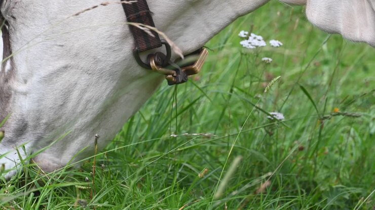 Primo piano della testa di una mucca con una campana al collo che mangia erba in un prato nelle Alpi svizzere, Obvaldo, Engelberg.