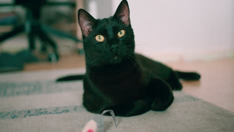 portrait of a black fluffy cat with yellow eyes