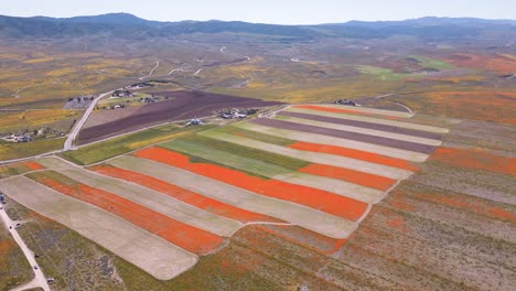 Lapso-De-Tiempo-De-Drones-Aéreos-De-La-Pradera-De-Flores-Súper-Floreciente-De-California-Con-Gente-Tomando-Fotos-Y-Disfrutando-De-Un-Cálido-Día-De-Primavera-Colorido-Y-Vibrante