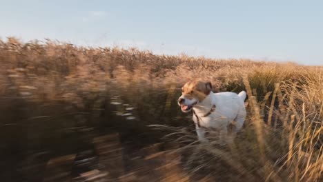 dog jack russell terrier runs across field with grass along country road for walk with his owner sticking out his tongue in summer in sun at sunset slow motion. pet runs quickly in meadow next