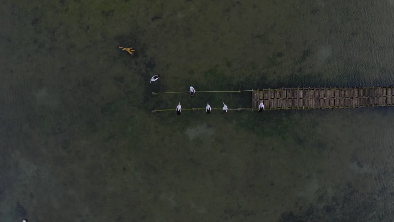 사우스 오스트레일리아 에어 반도 에 있는 코핀 베이 의 해안선 의 드론 으로 찍은 사진