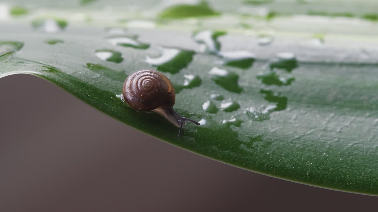 Small Snail Sliding Across a Leaf, Collecting Water Drops