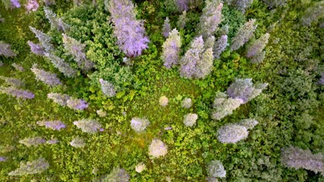 árboles de abeto en el desierto de alaska