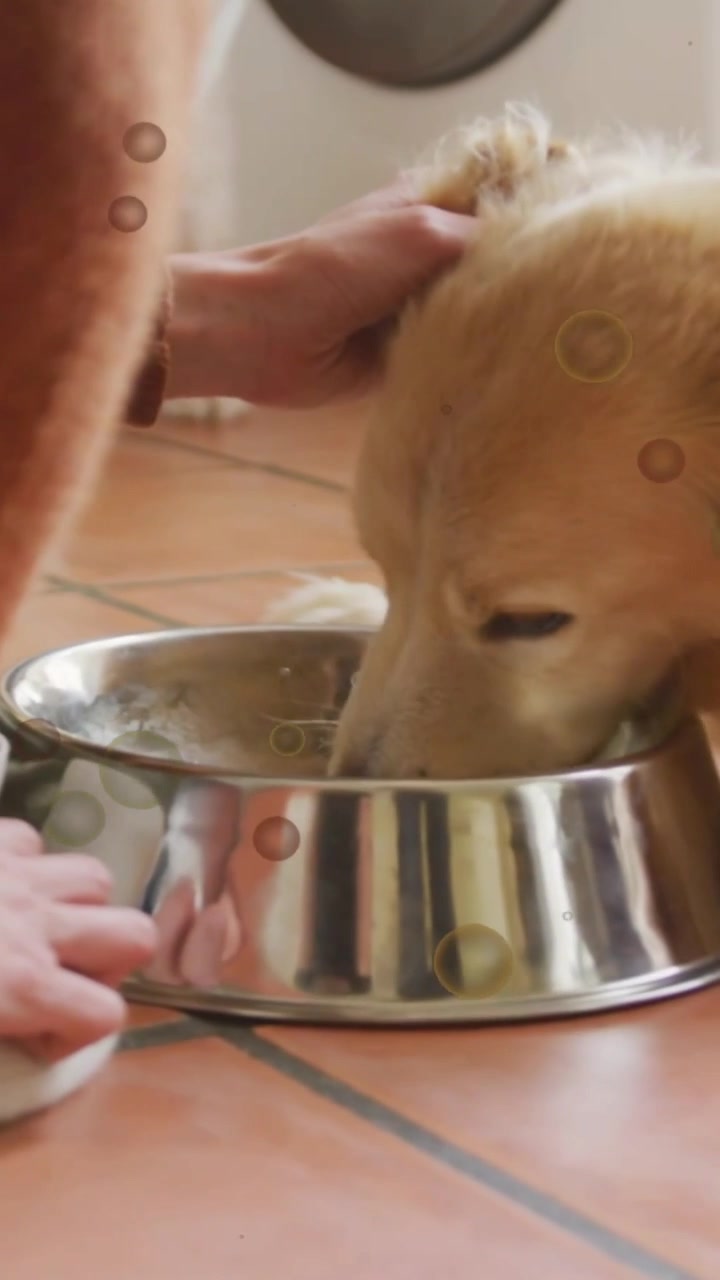 Vertikales Video: Frau stellt eine Stahlschale hin, streichelt einen Hund auf dem Boden, Blasen zeigen Fütterung und Tierpflege.