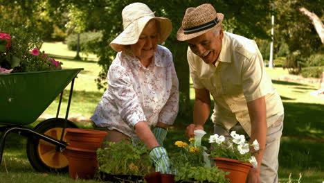 happy older couple gardening together