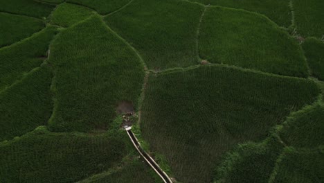 aerial agricultural landscape of green rice terraces and river as water source