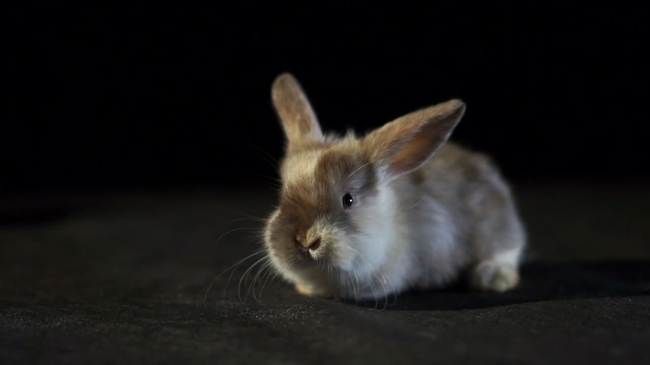 un conejo bebé lindo en el fondo de un estudio negro moviendo la nariz mirando a su alrededor con curiosidad