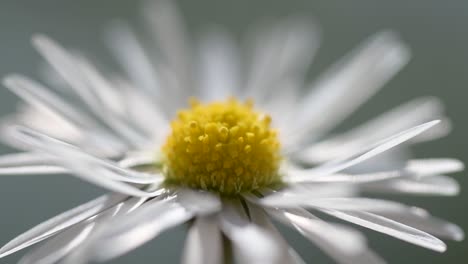 cerca de una flor de margarita en el sol de verano