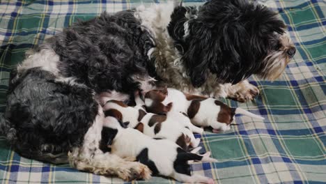 a dog feeds his little puppies. lies on the rug in the house