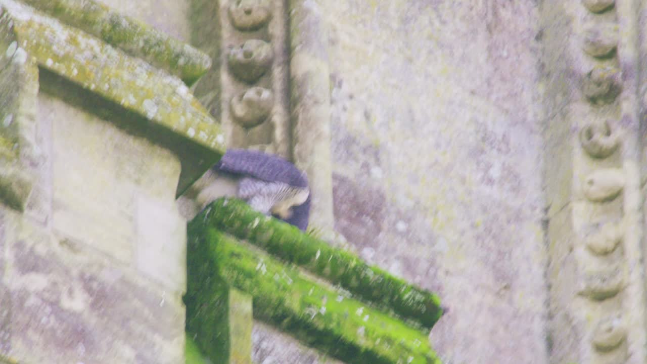 Hunvandrefalk æder bytte, mens den sidder på stenafkanten af Salisbury Katedral i Salisbury, England, og viser naturlig jagtadfærd i et bymiljø for vilde dyr.