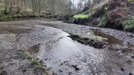 Small,-slow-moving-woodland-stream,-flowing-slowly-through-the-forest-trees